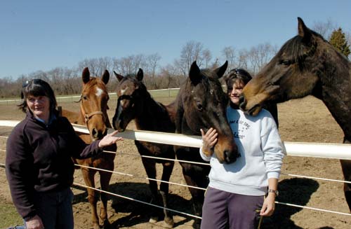 Aspca best sale horse rescue