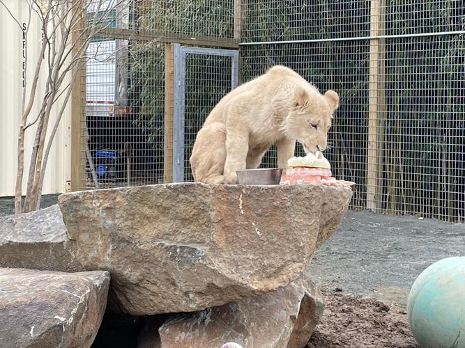 White lions are the newest attraction at Plumpton Park Zoo | News ...