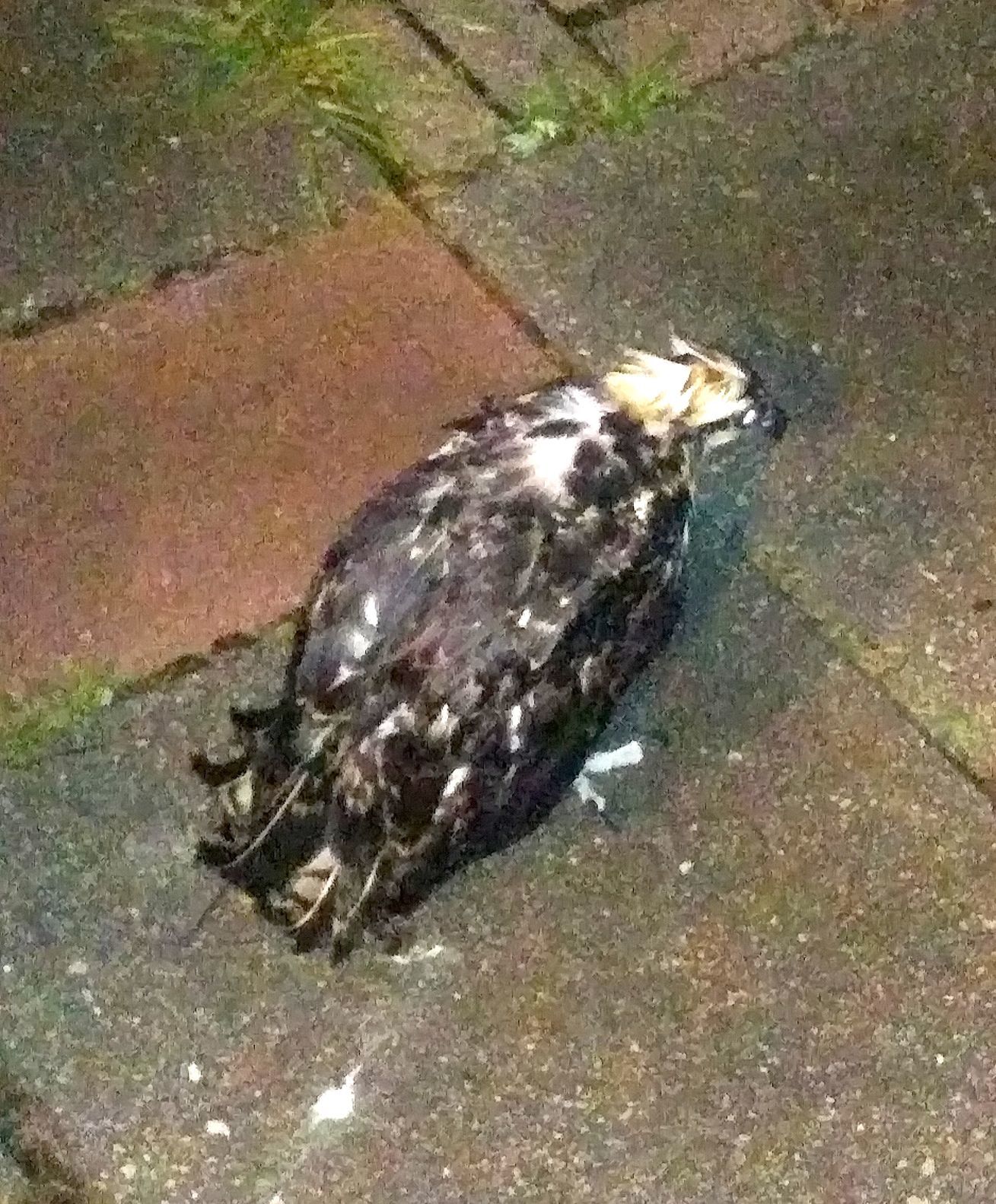 Elktonarea family rescues drowning bird Local News