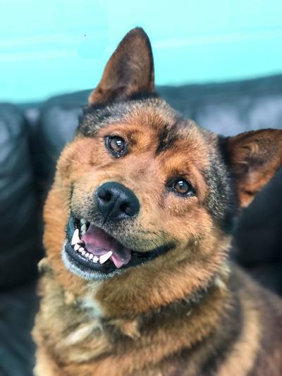 Dog of the week: Brandy