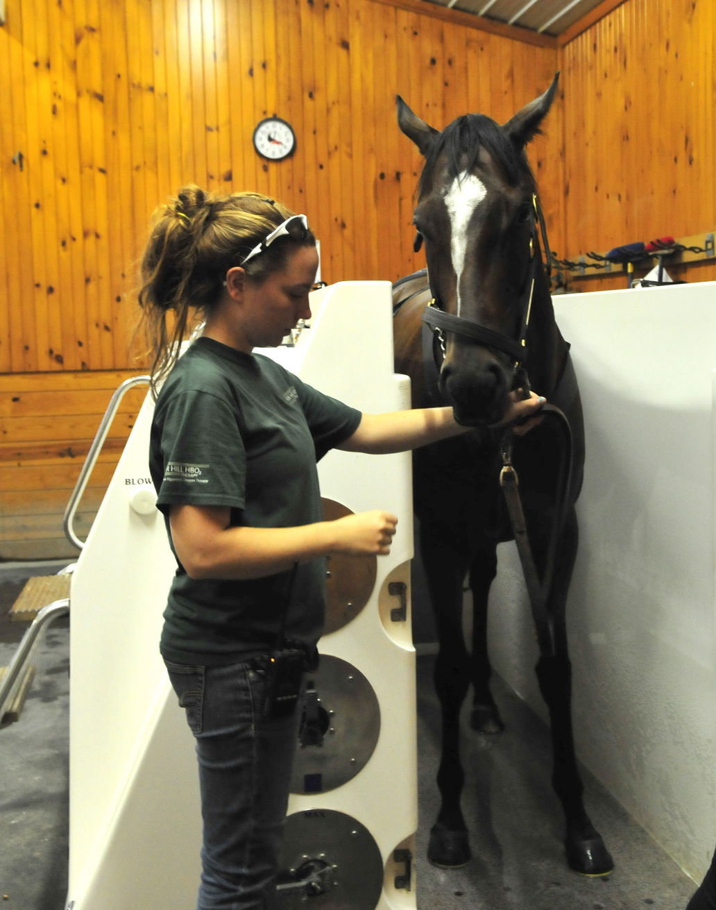 On the job Equine therapist Business