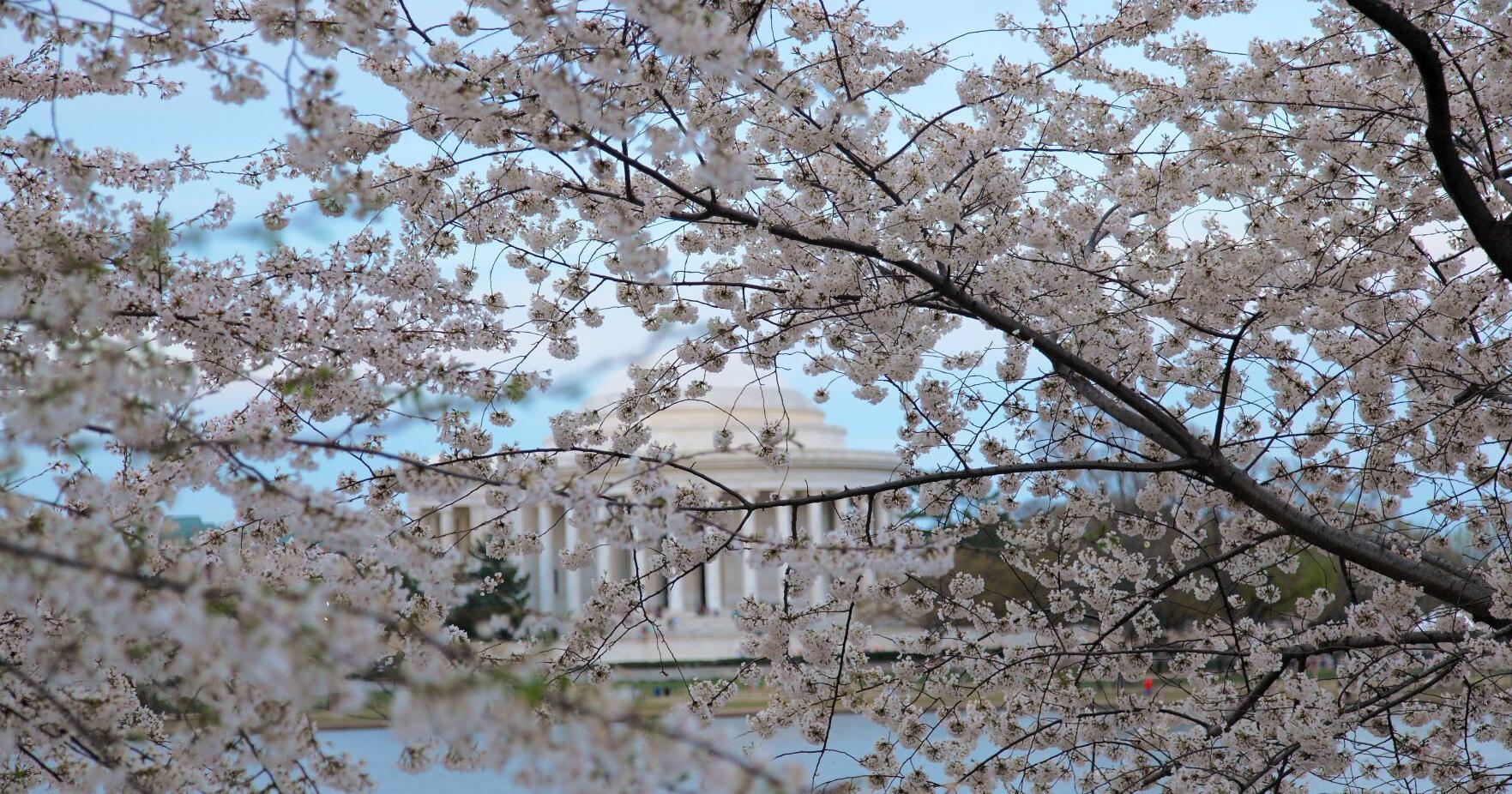 National Cherry Blossom Festival returns to Washington D.C. - Vimarsana News