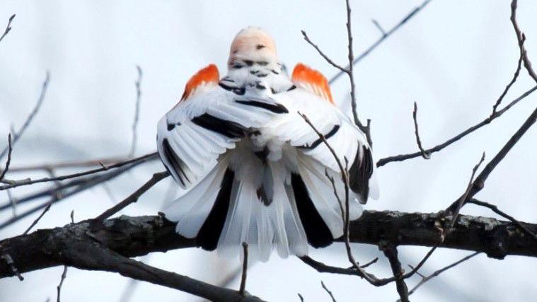 Death of a White Blackbird - Vimarsana News