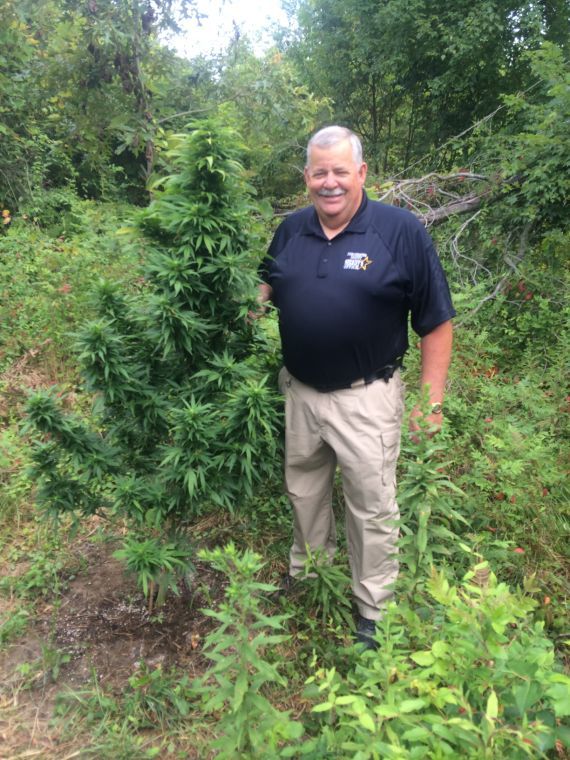 Police Latest marijuana plant seizure is largest in
