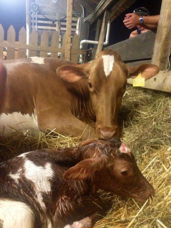 It's a girl! Dairy cow gives birth at Cecil County Fair. Local News