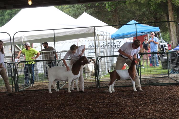 Cecil County 4H competes for meat goat ribbons Agriculture