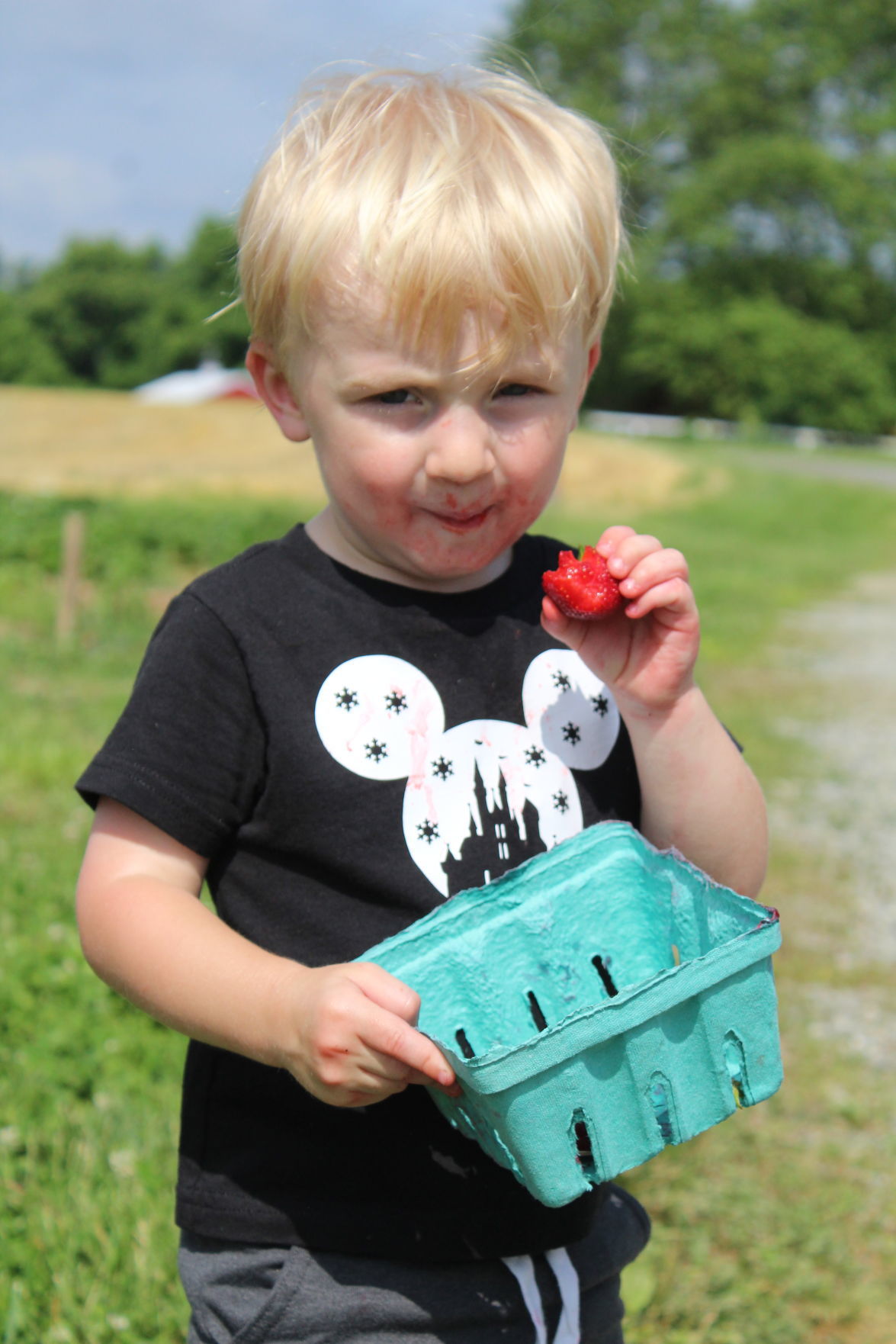 The final strawberry season for Walnut Springs Farm Business