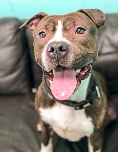 Dog of the week: Tonto