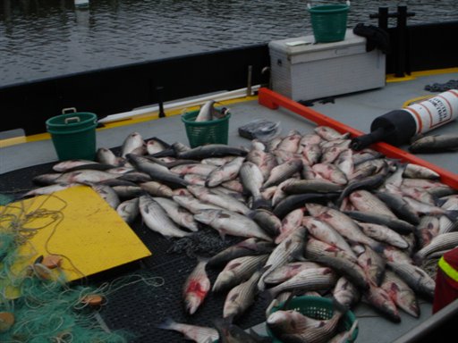 Poaching cancels February striped bass gill net season