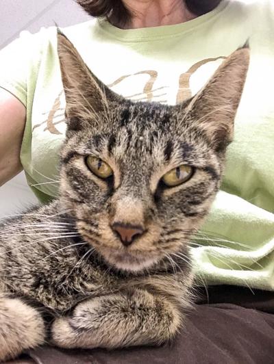 Cat of the week: Coco Chanel