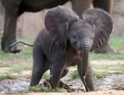 Indianapolis Zoo Welcomes Baby Elephant Calf - Indianapolis Zoo