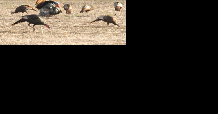 AgriCulture: Count those turkeys, Young Farmers grants, Healthy Soil, Urban Farms and more - Vimarsana News
