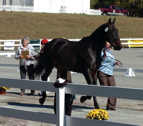 Fair Hill International begins (5 photos) | Local News | cecildaily.com