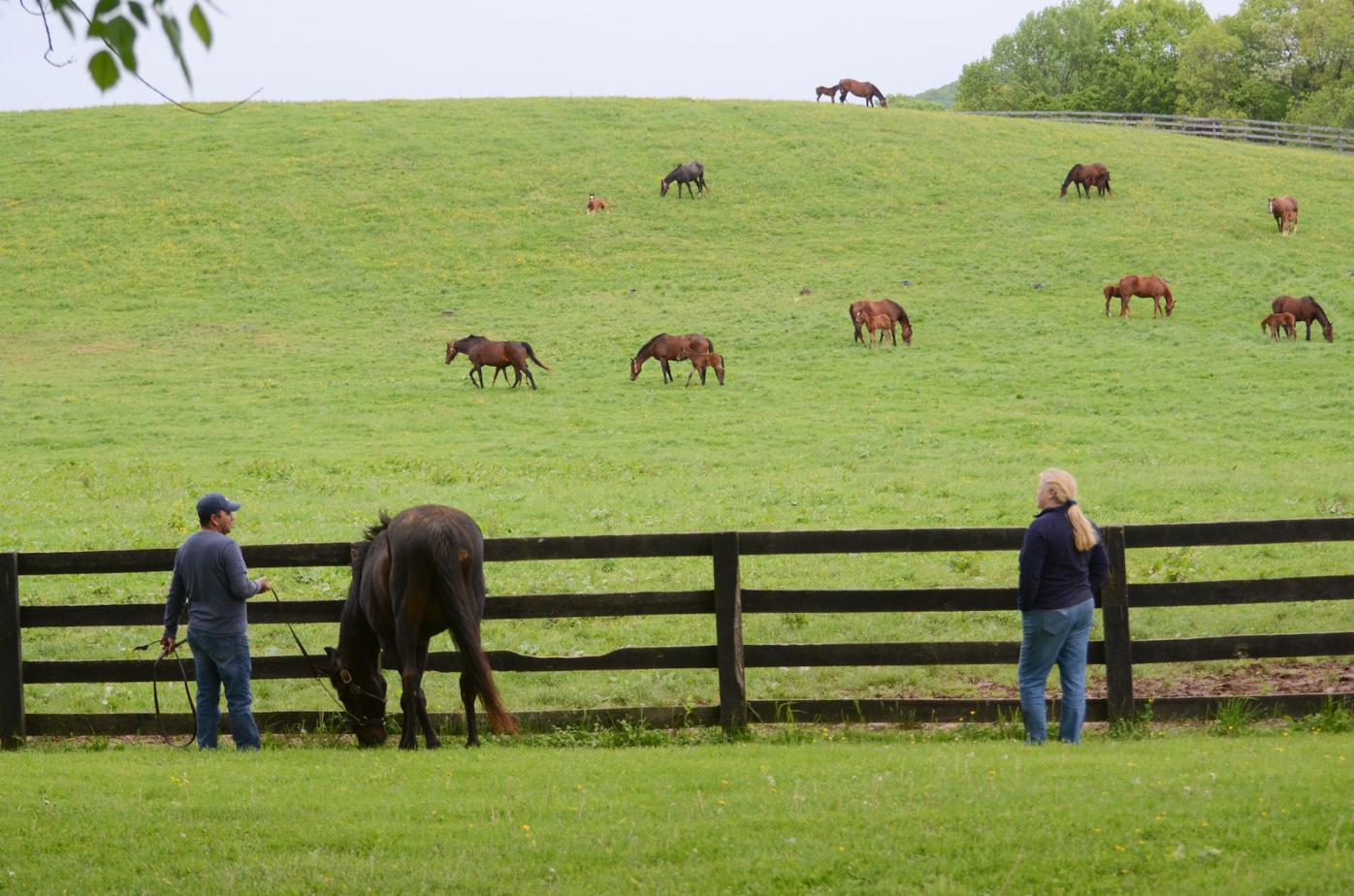 Maryland Horse Breeders Association's farm tour May 11 Harford