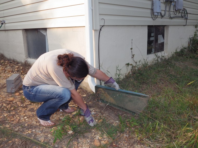 Black widow spider infestations appearing around Cecil | Local News