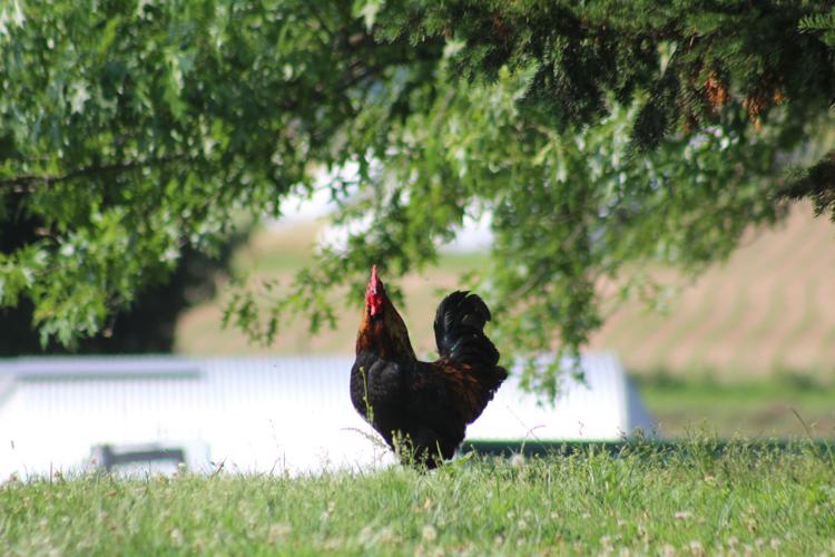 Cecil County residents call for change to "backyard chickens" law Local News