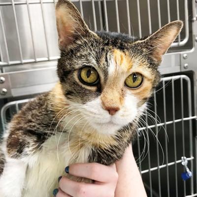 Cat of the week: Chloe