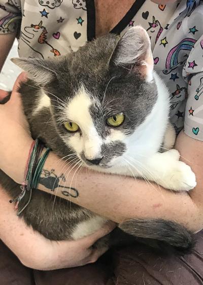 Cat of the week: Telia