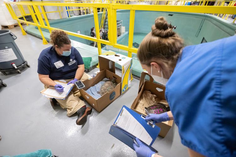 National Aquarium caring for 25 cold-stunned sea turtles | Regional ...