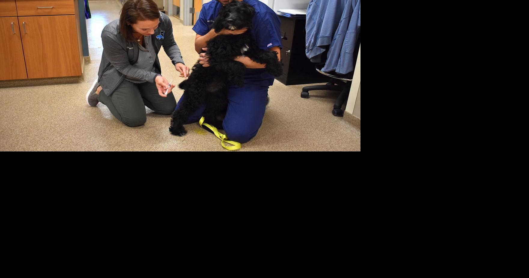 Queenstown Veterinary Hospital announces COVID19 changes APG COVID19 Coverage