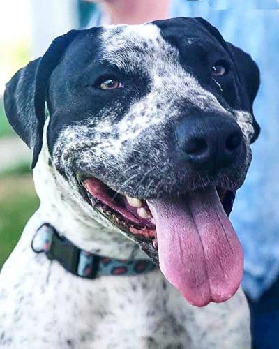 Dog of the week: Brutus | Misc. Features | cecildaily.com