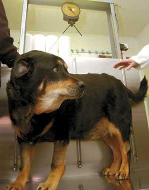 Hope Possible For Pudgy Pups New Drug Combats Fido S Spare Tire