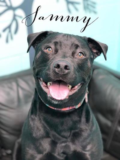 Dog of the week: Sammy