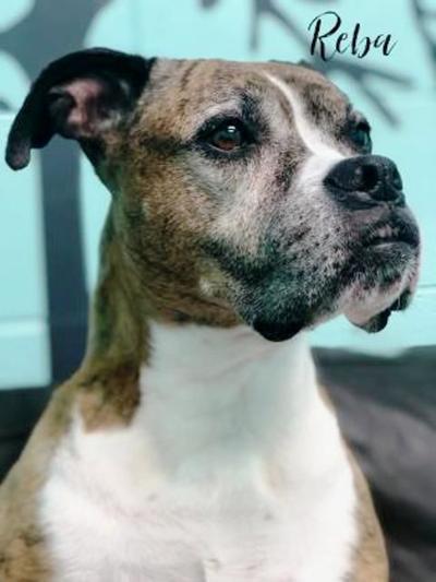 Dog of the week: Reba