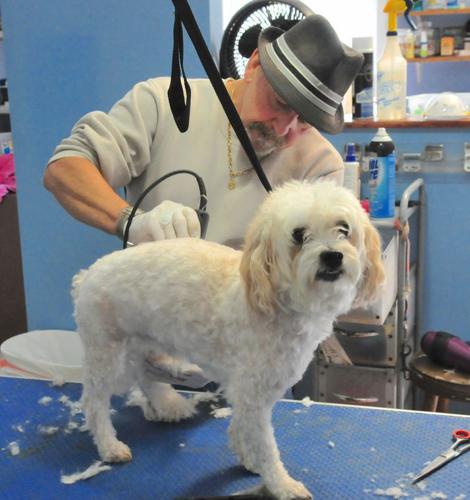 On the job: Kennel operator | Business | cecildaily.com