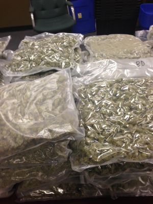 Man caught with 347 pounds of pot near North East gets one year in jail ...