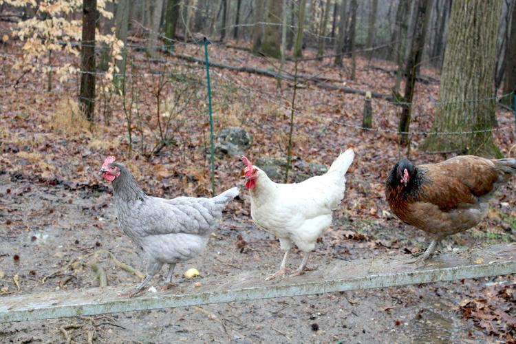 License to Roost Cecil County Council passes backyard chicken bill