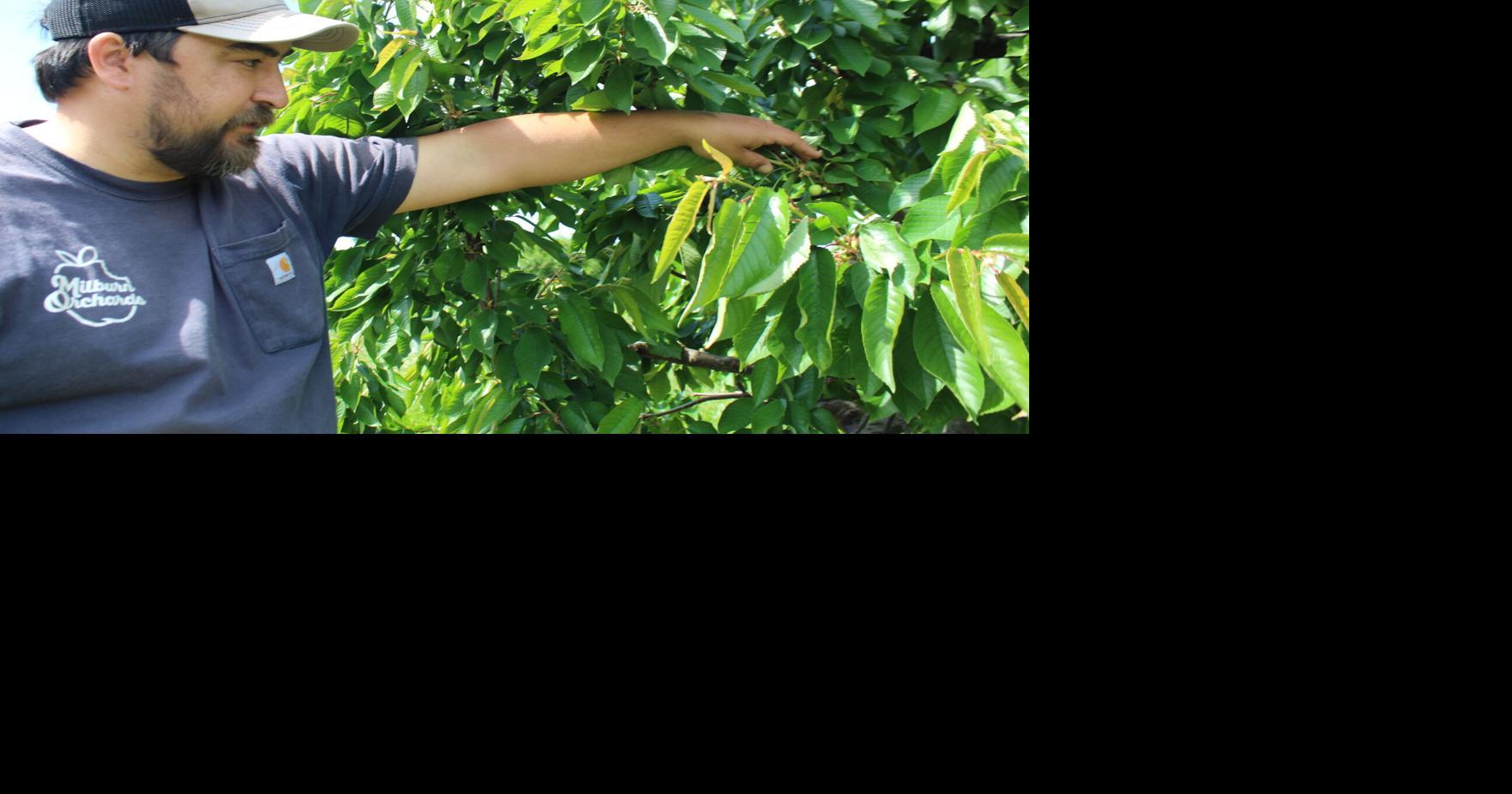 Late frost causes devastating crop loss at Milburn Orchards and across Maryland