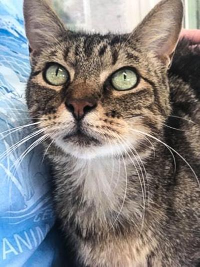 Cat of the week: Diego