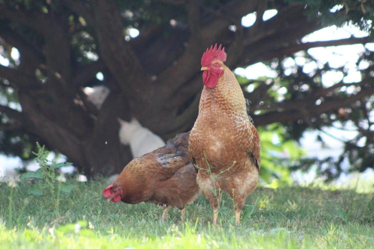 Avian influenza found in Cecil County