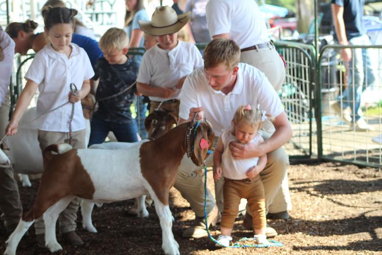 Cecil County 4H competes for meat goat ribbons Agriculture