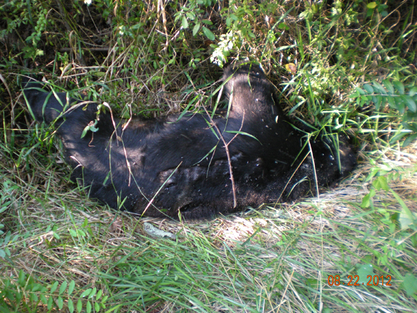 Black bear found dead alongside Elkton road | Local News | cecildaily.com