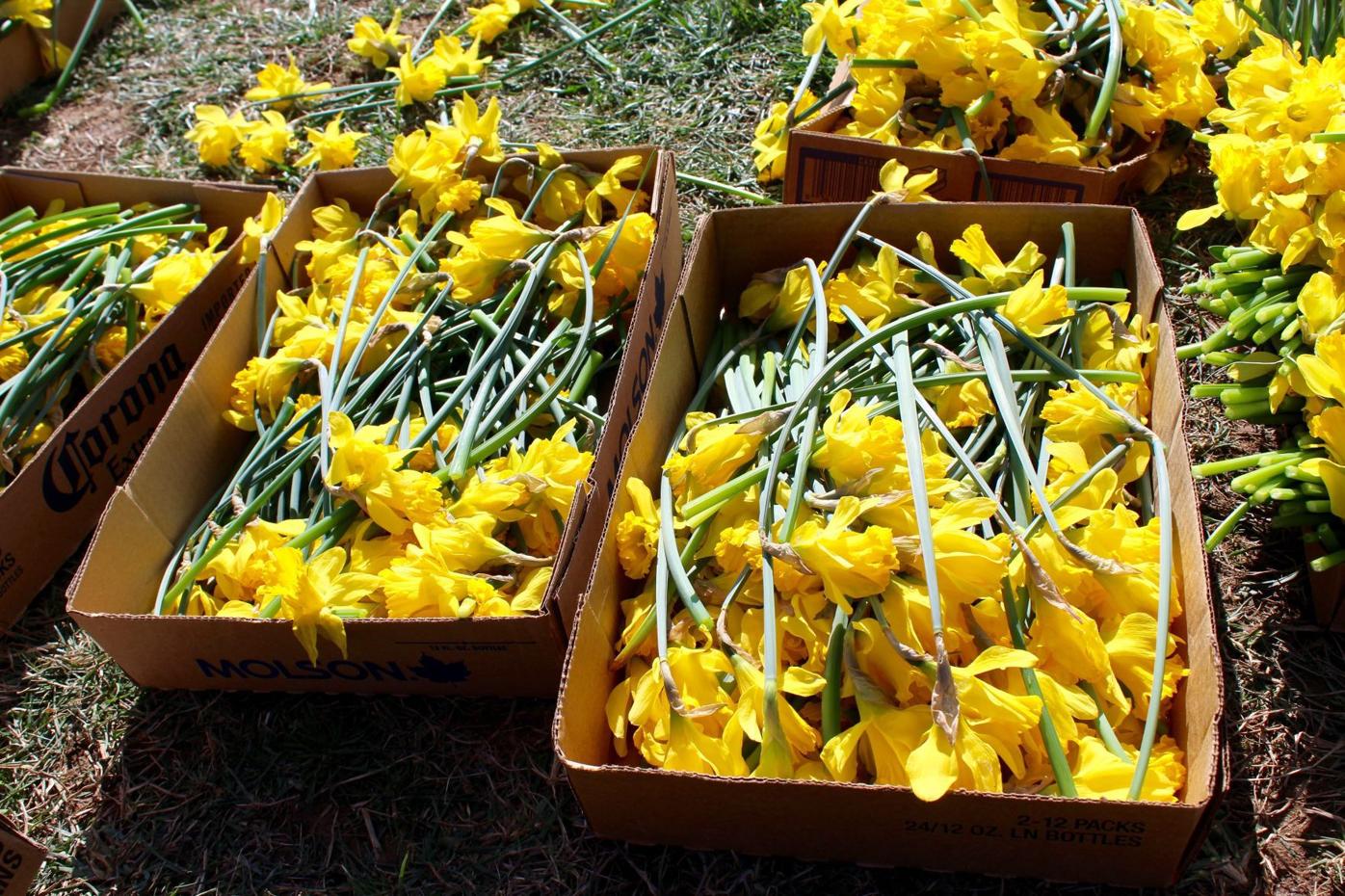 Operation Daffodil lives on after death of its founder Spotlight