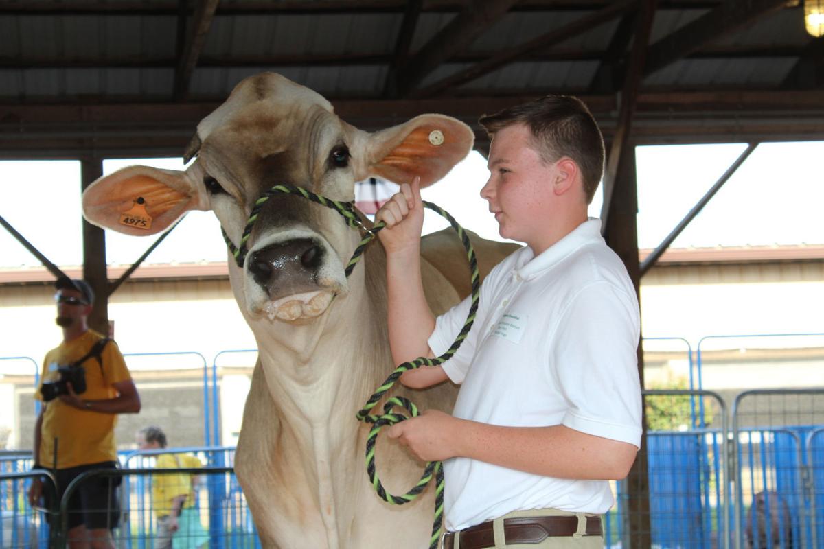 Cecil County Fair Livestock Auction