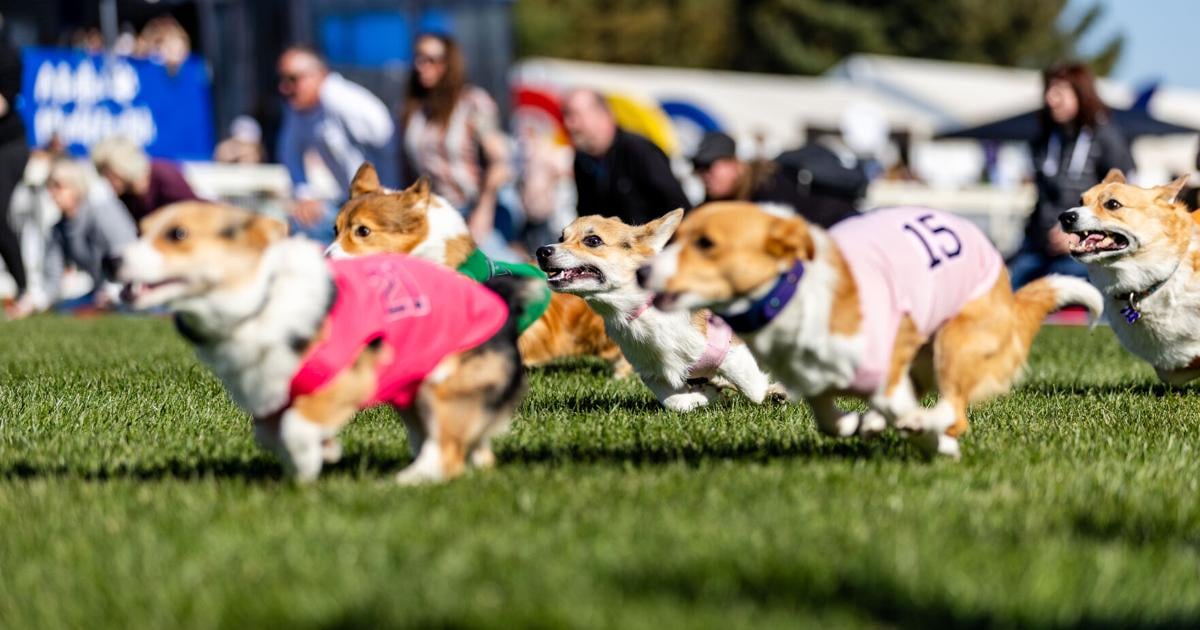 Beagle Racing Corgi Corgi Races win snatched by repeat winner for the third consecutive ...