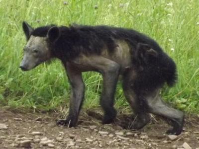 Maryland monitoring for infested 'hairless' bears | Local News |  cecildaily.com