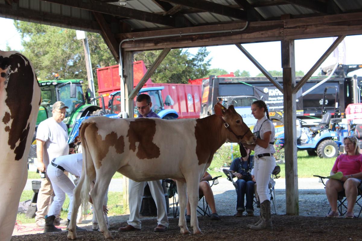 Fitting & Showing alows 4-H to shine