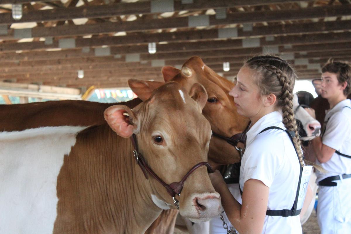 Fitting & Showing alows 4-H to shine