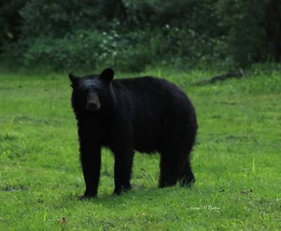 Lawmakers Seek To Protect Bee Colonies From Bears Regional