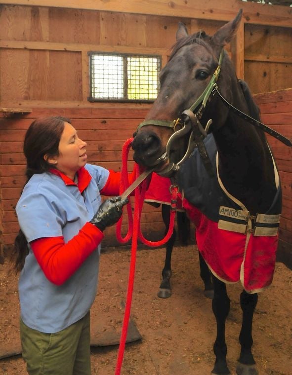 On the job Equine dentist Local News