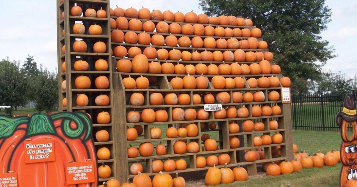 What Percent of a Pumpkin is Water?