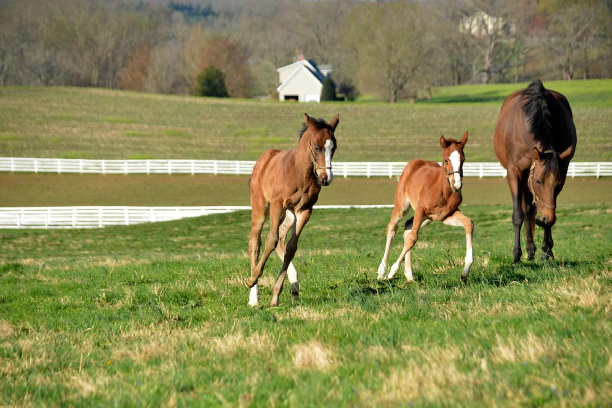 Maryland Horse Breeders Association's farm tour May 11 Harford County