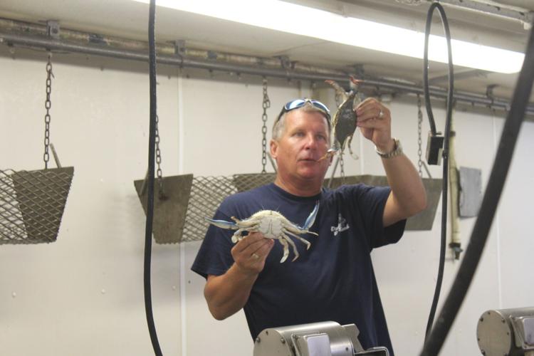 Chef tours: learning the story of Chesapeake Bay seafood | Regional ...