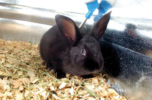 Rabbit bedding tractor store supply