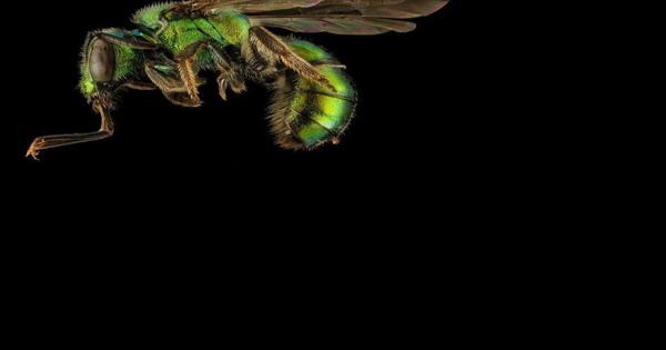 Never mind the honeybee: Maryland researchers want more buzz over saving native bee species - Vimarsana News
