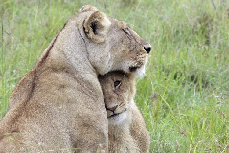 He lives alongside lions in Nairobi The human wildlife collision is
